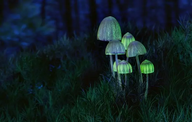 «Магічні гриби» – не панацея від психічних розладів: вчені відкривають нові ризики