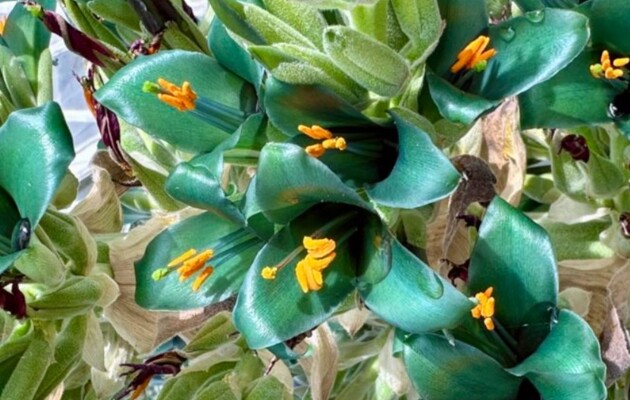 «Сапфірова вежа»: унікальна рослина зацвіла вперше за 20 років