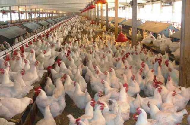 Украина ограничила поставки куриного мяса в страны ТС: Россия нашла в нем сальмонеллу