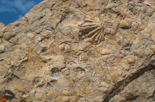 Палеонтологи доказали существование нового этапа массового вымирания жизни на Земле