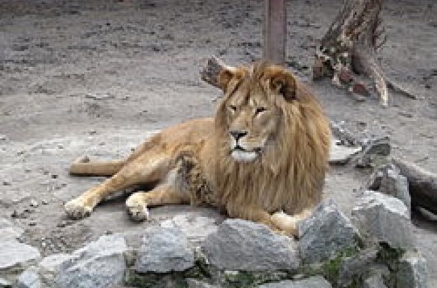 Сбежавший из зоопарка Тбилиси тигр убил человека