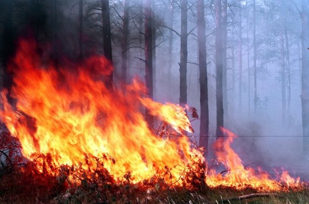За время АТО в Донецкой области сгорело 1405 гектаров леса