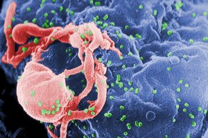 Ученые успешно испытали прививку от ВИЧ на мышах