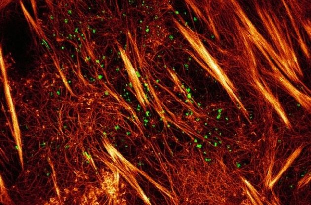 Ученым удалось снять видео движения белков в живой клетке