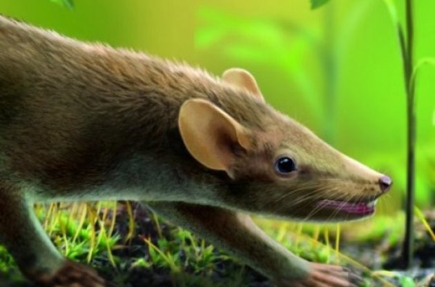 Вчені виявили найдавнішого пухнастого ссавця