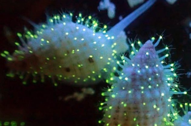 В Красном море обнаружены неизвестные науке светящиеся существа