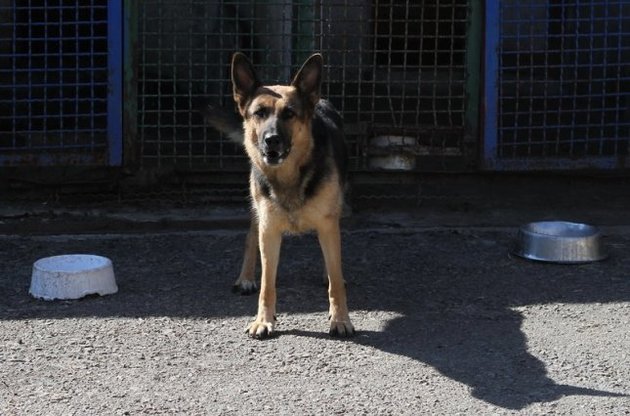 Киевская власть рассмотрит петицию о штрафах владельцев собак за неуборку