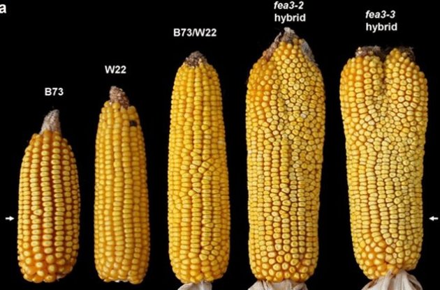 Вчені планують вирішити проблему голоду за допомогою "двоголової" кукурудзи
