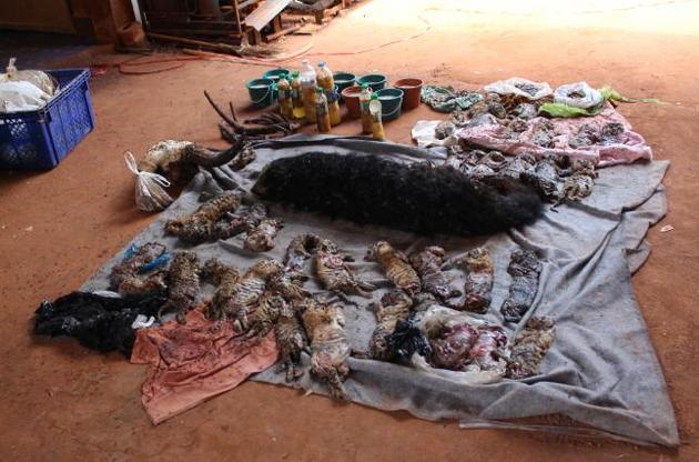 У Таїланді ченці вбили і заморозили 40 тигренят