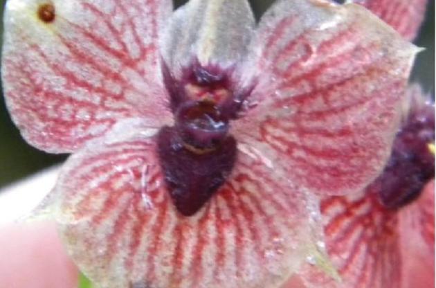 Вчені знайшли новий вид орхідеї в лісах Колумбії