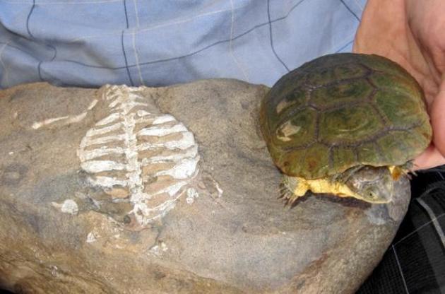 Изначальной функцией панциря у предков черепах было рытье – ученые