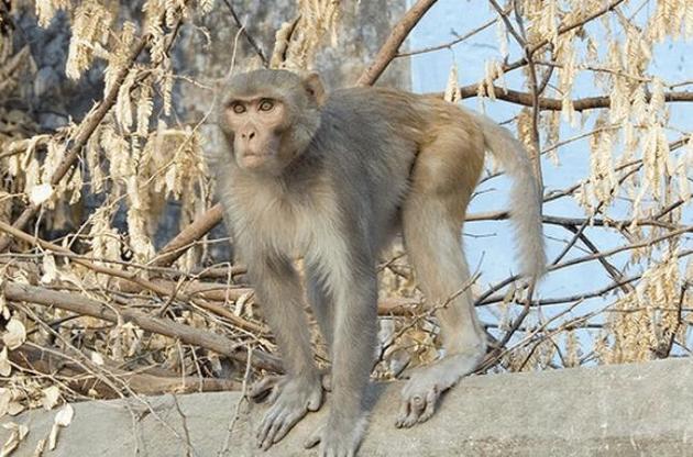 Ученые раскрыли механизм появления шизофрении и аутизма у обезьян