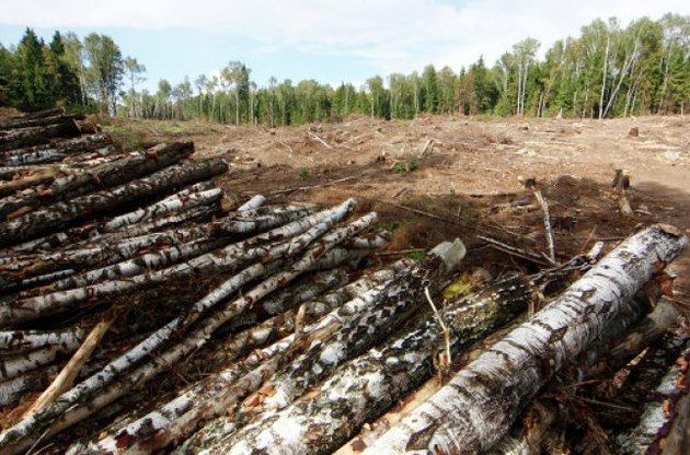 Мораторий на экспорт леса положительно повлиял на украинскую промышленность – эксперт