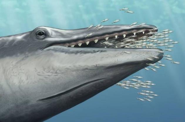 Ученые рассказали о "недостающем звене" эволюции китов