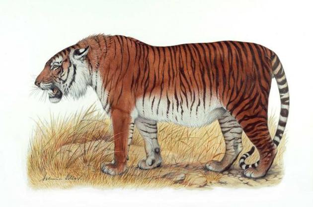 Ученые разработали стратегию "оживления" туранского тигра