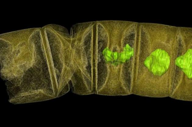 Ученые обнаружили следы водорослей возрастом 1,6 миллиарда лет