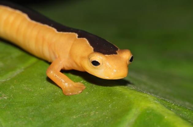 Ученые обнаружили считавшуюся вымершей саламандру