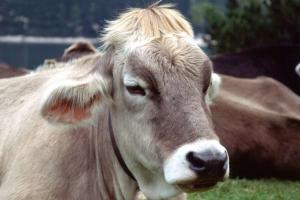 В Японии умерла первая клонированная корова