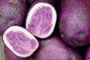 В Украине стали выращивать разноцветный картофель