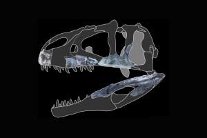Палеонтологи обнаружили новый вид гигантского хищного динозавра