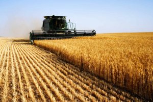 Украина собрала рекордный урожай зерновых и подсолнечника