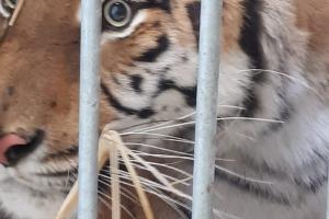 На польской границе спасли девять тигров, которых везли из Италии в Россию