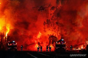 В Австралии из-за масштабных лесных пожаров объявили чрезвычайное положение