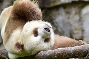 Фото единственной в мире коричневой панды живущей в неволе
