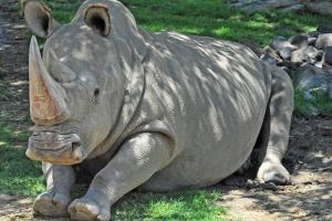Ученым удалось получить еще один эмбрион северного белого носорога