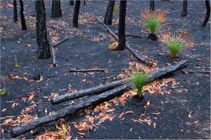 В Австралии леса начали восстанавливаться после ужасных пожаров