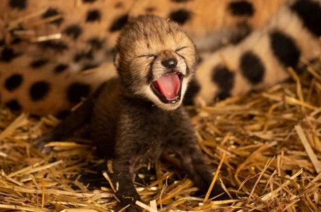 Детеныши гепардов родились в американском зоопарке при помощи ЭКО