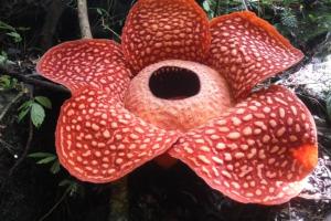 В Индонезии нашли самый большой в мире цветок