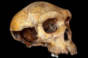 Ученые обнаружили еще одного возможного предка современного человека