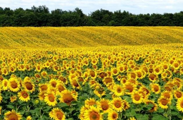 Большинство подсолнечных полей в Украины обрабатываются без учета правил севооборота