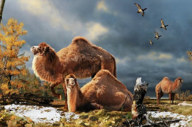 Ученые выяснили, что родиной верблюдов была холодная Арктика