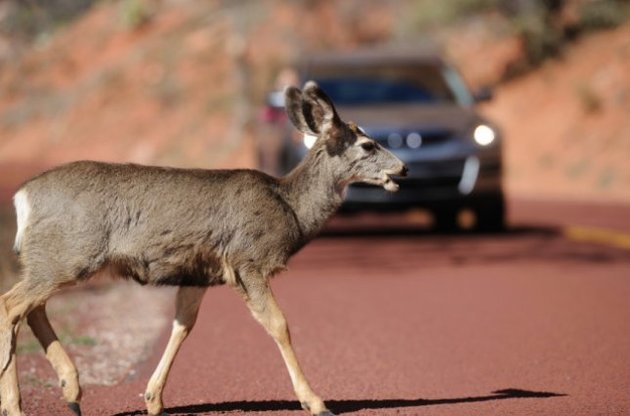 В американском штате Монтана водителям разрешили съедать сбитых на дороге животных
