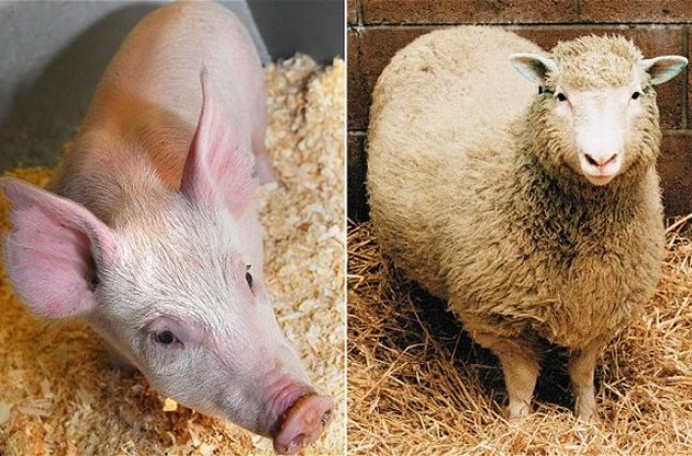 Творцы овечки Долли нашли альтернативу клонированию, создав "Свинью-26"