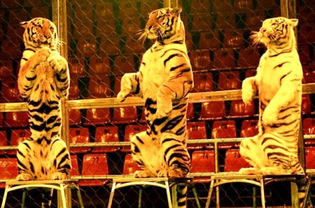 Сальвадор ввел запрет на выступление животных в цирке