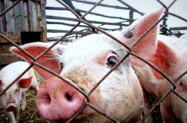 Украина ввела запрет на экспорт свинины из России