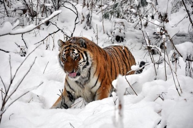 "Путинский" тигр Устин терроризирует китайских фермеров