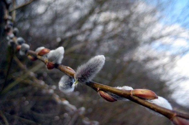 В первые дни весны в Украине немного похолодает