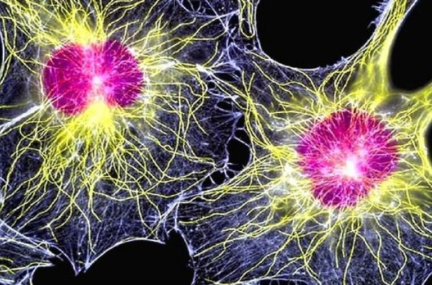 Вчені отримали нервові клітини з шкірної тканини