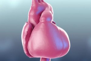 Ученые создали виртуальную модель бьющегося сердца человека