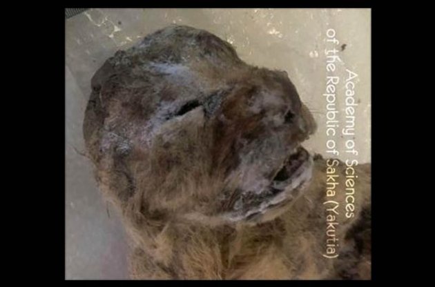 Ученые обнаружили в Якутии прекрасно сохранившиеся останки пещерного льва