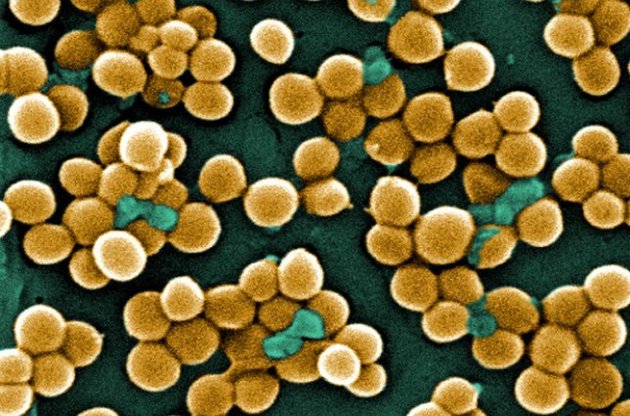 Вчені навчили антибіотики шукати "бактерій-кротів"