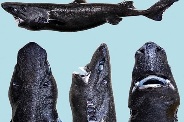 Ученые обнаружили светящуюся "акулу-ниндзя"