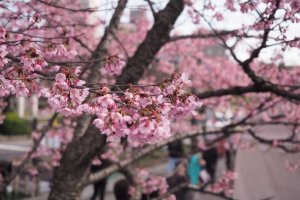 Тысячи японцев приходят в парки любоваться цветением сакуры