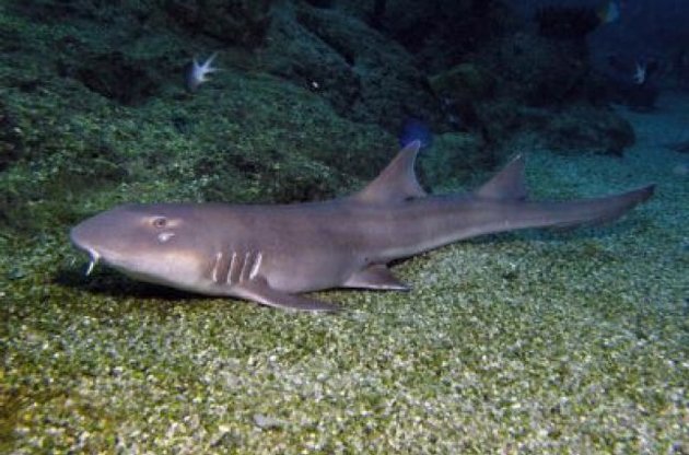 Ученые посмотрели на мир "глазами" акулы
