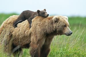 Медведицы используют людей в качестве "живого щита" - ученые