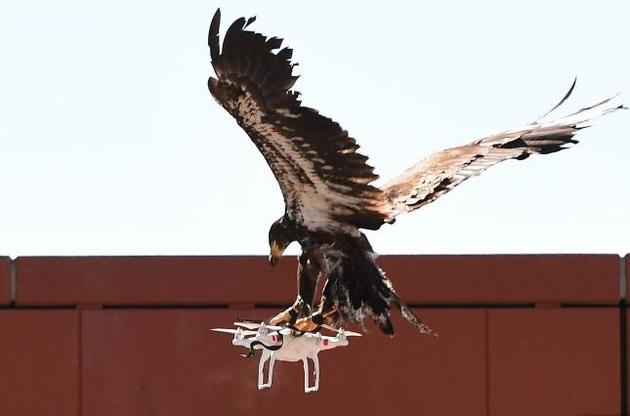 В Нидерландах полиция тренирует орлов для ловли дронов